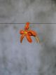SPILLA DRAGONFLY ARANCIO