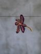 SPILLA DRAGONFLY MELANZANA